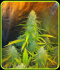 Mexican Haze - CBD Seeds