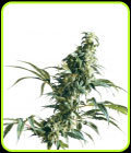 Mexican Sativa - Sensi Seeds