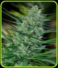 Mextiza - Cannabiogen Seeds
