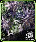 Mi5 - Short Stuff Seeds
