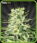 MiG-29 - Auto Seeds