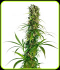 Michka - Sensi Seeds