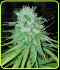 Michoacan Cream - Cannabiogen Seeds