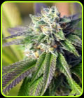 Midnight Fire - Norstar Genetics