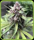 Midnight Marathon - Night Owl Seeds