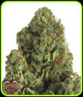 Midnight Mass - Heavyweight Seeds