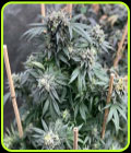 Midnight Special - Mosca Seeds