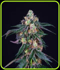 Midnight Sunset - Perfect Tree Seeds