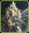 Mighty Grape - Freedom of Seeds