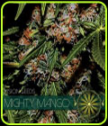 Mighty Mango Bud - Vision Seeds