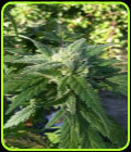 Mighty Mite - Reeferman Seeds
