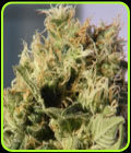 Mikromachine - Kannabia Seeds