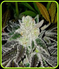 Miley Biker - Karma Genetics