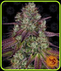 Mimosa EVO - Barneys Farm Seeds