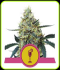 Mimosa - Royal Queen Seeds