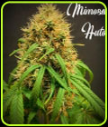 Mimosa Auto - TasteBudz Seeds