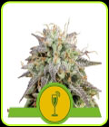Mimosa Automatic - Royal Queen Seeds