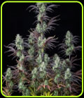Mimosa Cake Auto - FastBuds