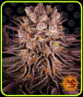 Mimosa X Orange Punch - Barneys Farm Seeds
