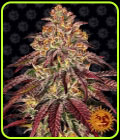 Mimosa x Orange Punch Auto - Barneys Farm Seeds