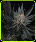 Mimozz - Perfect Tree Seeds