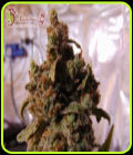 Mind Can'trol - Dr Krippling Seeds