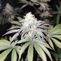 Mind Fuelz - Grateful Seeds
