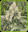 Mind Ztone - Dark Horse Genetics