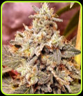 Mint Driver - Holy Smoke Seeds