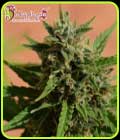 Mint Glacé XXL Auto - Dr Krippling Seeds