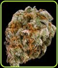 Mint Trufflez - TerpFarmz Seeds