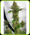 Miss Orange Nectar - Zmoothiez Seeds
