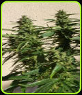 Missile 33 - SuperAutos by Stitch