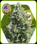 Misty Gorilla Autoflowering - Zambeza Seeds