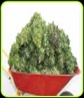 Mixed Auto - V Elementum Seeds