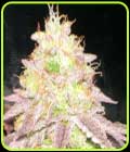 MoZiZi LtD - Karma Genetics