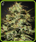 Moby Dick - Green House Seeds