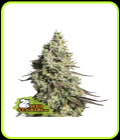 Moby Dick Auto - Seed Stockers