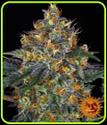 Moby Dick Auto - Barneys Farm Seeds
