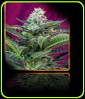 SALE - Mohan Ram Auto - Sweet Seeds - Cannabis Seed Sale Items