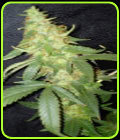 Mokum Bud - Prana Seeds