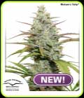 Mokum’s Tulip - Dutch Passion Seeds