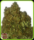 Money Bush - Heavyweight Seeds