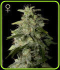 Money Maker - Strain Hunters