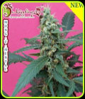 Mong-U-Mental - Dr Krippling Seeds