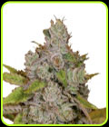 Monkey Glue Autoflower - Growers Choice