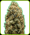 Monster Bruce Banner - Monster Genetics