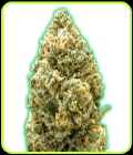 Monster Bruce Banner Auto - Monster Genetics
