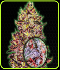 Monster Gelato Auto - Monster Genetics