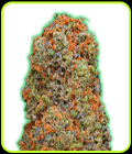 Monster Gelato - Monster Genetics